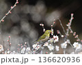 白梅の蜜を吸うメジロ 136620936