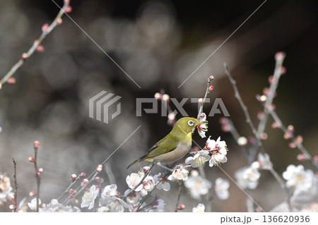 白梅の蜜を吸うメジロ 136620936