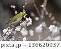 白梅の蜜を吸うメジロ 136620937