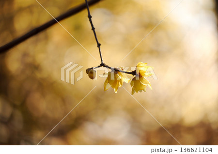 ロウバイ 136621104