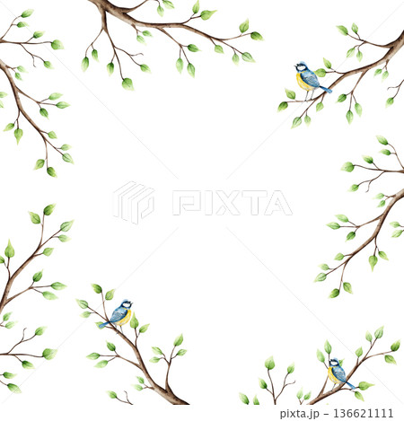 Spring branch with leaves and blue tit perche frame. Watercolor titmouse logo, copy space, easter hand drawn illustration isolated on background, transparent png. Botanical and wedding clip art. For Spring branch with leaves and blue tit perche frame. Watercolor titmouse logo, copy space, easter hand drawn illustration isolated on background, transparent png. Botanical and wedding clip art. For 136621111