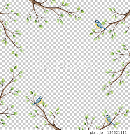 Spring branch with leaves and blue tit perche frame. Watercolor titmouse logo, copy space, easter hand drawn illustration isolated on background, transparent png. Botanical and wedding clip art. For Spring branch with leaves and blue tit perche frame. Watercolor titmouse logo, copy space, easter hand drawn illustration isolated on background, transparent png. Botanical and wedding clip art. For 136621111