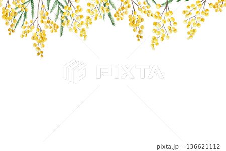 Spring mimosa flowers seamless border, banner. Watercolor easter hand drawn illustration isolated on background, transparent png. Botanical and wedding clip art. For greeting card, wallpaper, wrapping Spring mimosa flowers seamless border, banner. Watercolor easter hand drawn illustration isolated on background, transparent png. Botanical and wedding clip art. For greeting card, wallpaper, wrapping 136621112