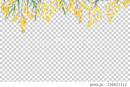 Spring mimosa flowers seamless border, banner. Watercolor easter hand drawn illustration isolated on background, transparent png. Botanical and wedding clip art. For greeting card, wallpaper, wrapping Spring mimosa flowers seamless border, banner. Watercolor easter hand drawn illustration isolated on background, transparent png. Botanical and wedding clip art. For greeting card, wallpaper, wrapping 136621112