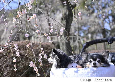 愛犬と春の旅行　満開の枝垂れ梅　2匹の仲良しチワワ 136621380
