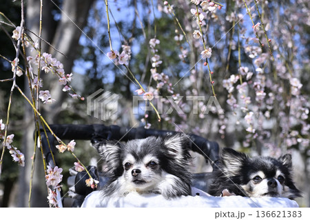 愛犬と春の旅行 満開の枝垂れ梅 2匹の仲良しチワワ 愛犬と春の旅行 満開の枝垂れ梅 2匹の仲良しチワワ 136621383