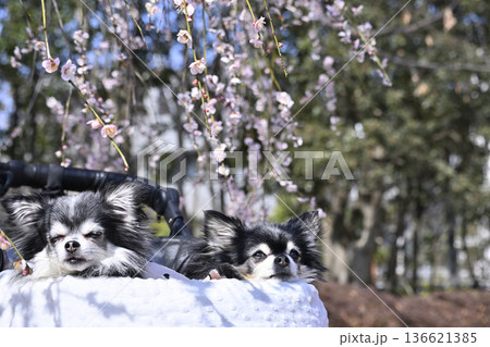 愛犬と春の旅行 満開の枝垂れ梅 2匹の仲良しチワワ 愛犬と春の旅行 満開の枝垂れ梅 2匹の仲良しチワワ 136621385