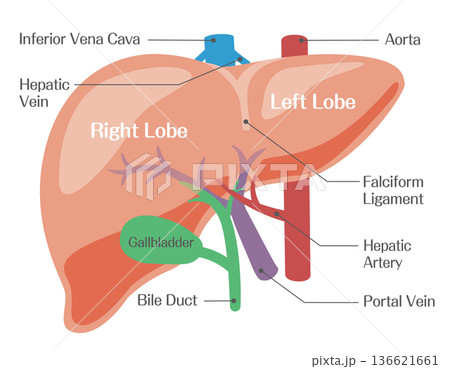肝臓の構造図（右葉・左葉・門脈・肝動脈） 136621661