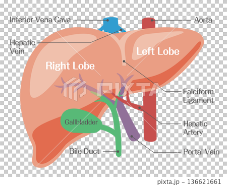 肝臓の構造図（右葉・左葉・門脈・肝動脈） 136621661
