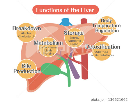 肝臓の働きの解説図（代謝・解毒・胆汁生成） 136621662