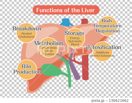 肝臓の働きの解説図（代謝・解毒・胆汁生成） 136621662