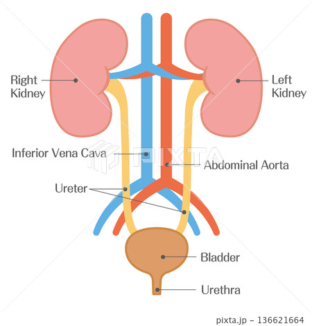 腎臓と主要血管の解剖図 腎臓と主要血管の解剖図 136621664
