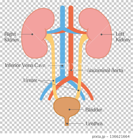 腎臓と主要血管の解剖図 腎臓と主要血管の解剖図 136621664