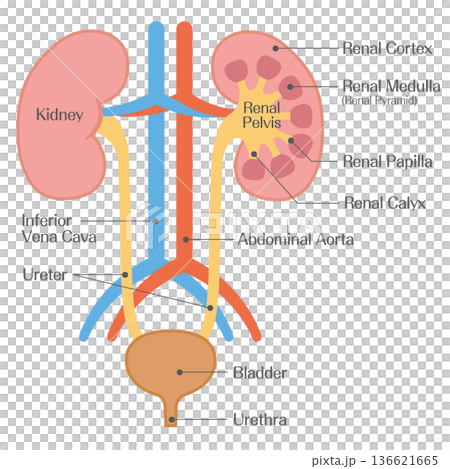 腎臟內部結構解剖（皮質、髓質和腎盂） 136621665