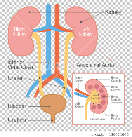 腎臟示意圖，包括腎動脈和腎靜脈 136621666