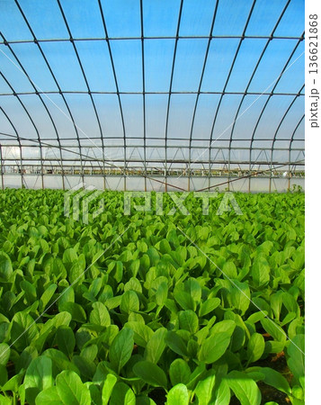 温室栽培の秋の小松菜畑風景 温室栽培の秋の小松菜畑風景 136621868