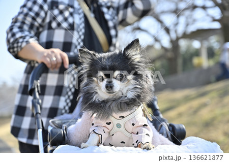 高齢犬と散歩する飼い主の女性 ロングコートチワワ 高齢犬と散歩する飼い主の女性 ロングコートチワワ 136621877