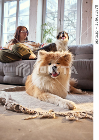 Fluffy chow chow dog resting on rug in modern living room with owner and second dog on sofa. 136621879