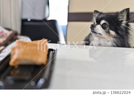 愛犬とキャンピングカー旅行 チワワ 車内で昼食 おいなりさん B級グルメ 愛犬とキャンピングカー旅行 チワワ 車内で昼食 おいなりさん B級グルメ 136622024