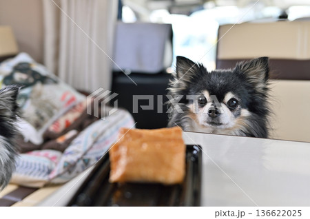 愛犬とキャンピングカー旅行　チワワ　車内で昼食　おいなりさん　B級グルメ 136622025