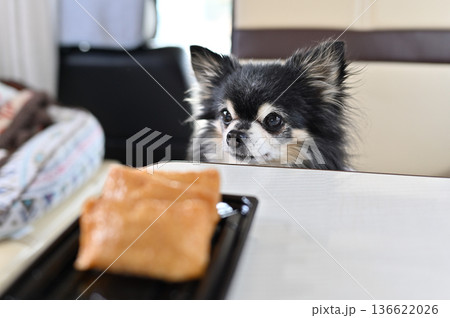 愛犬とキャンピングカー旅行　チワワ　車内で昼食　おいなりさん　B級グルメ 136622026