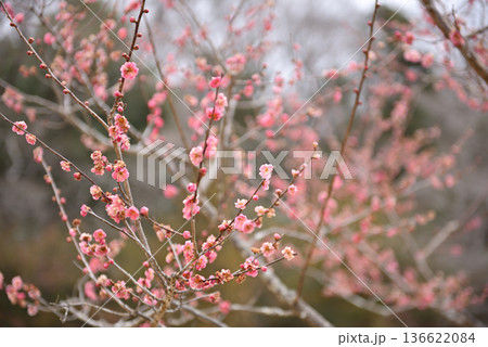 梅の花 136622084