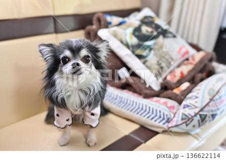 チワワと車内でくつろぐ風景　キャンピングカー 136622114