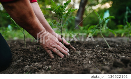 Planting homegrown tomato seedlings in soil. Planting homegrown tomato seedlings in soil. 136622191