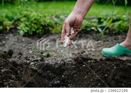 Using crushed eggshells as natural fertilizer in garden soil. 136622198