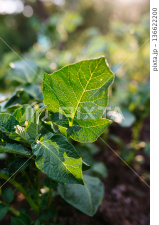 Potato plant sprouting in home vegetable garden. 136622200