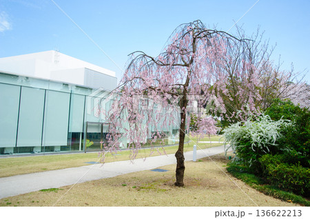 金沢の枝垂れ桜 金沢の枝垂れ桜 136622213