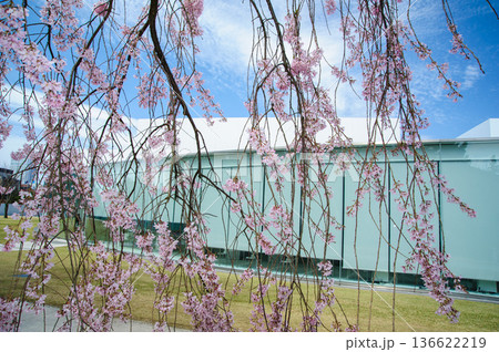金沢の枝垂れ桜 136622219