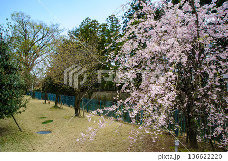 金沢の枝垂れ桜 金沢の枝垂れ桜 136622220