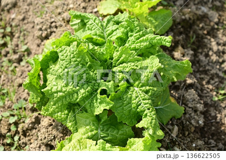 ナバナ(アブラナ科)の地植え ナバナ(アブラナ科)の地植え 136622505