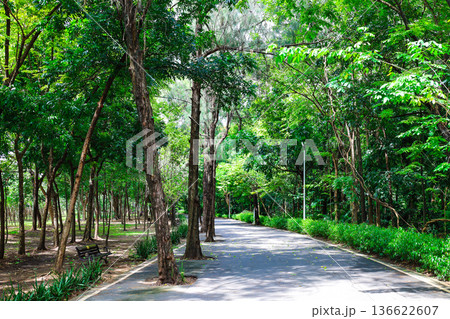 緑の多い公園の風景 136622607