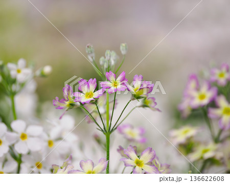 優しいパステルカラーの春の花壇 優しいパステルカラーの春の花壇 136622608
