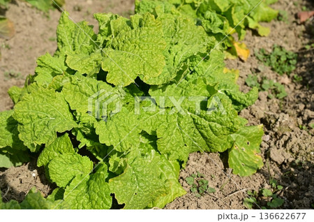 ナバナ（アブラナ科）の地植え 136622677