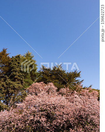 見上げた寒桜の木と春の空 136622723