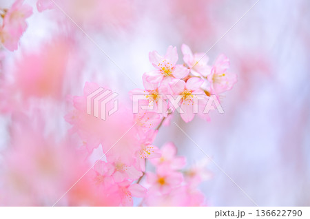 ふんわりと咲く桜の花 春の背景素材 136622790