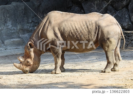 ヒガシクロサイ ヒガシクロサイ 136622803