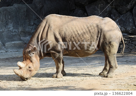 ヒガシクロサイ 136622804