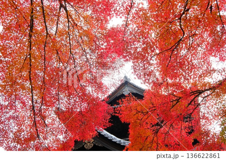 鮮烈な色彩の紅葉と南禅寺の三門 鮮烈な色彩の紅葉と南禅寺の三門 136622861