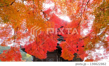 鮮烈な色彩の紅葉と南禅寺の三門 鮮烈な色彩の紅葉と南禅寺の三門 136622862