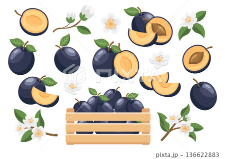 Collection of fresh plums, plum slices and flowers. Food themed illustrations. 136622883