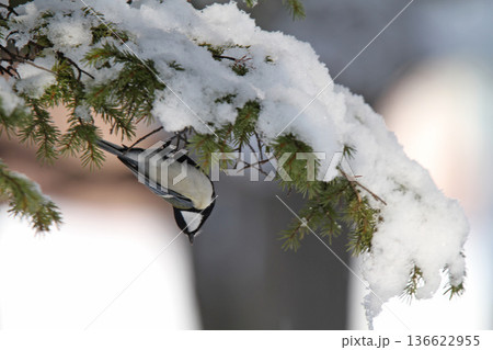 雪を載せた枝で逆さイナバウアーするシジュウカラ　四十雀　しじゅうから　北海道野鳥 136622955
