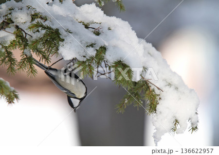 雪を載せた枝で逆さイナバウアーするシジュウカラ　四十雀　しじゅうから　北海道野鳥 136622957