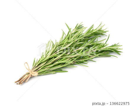 Rosemary plant on white backgrounds 136622975