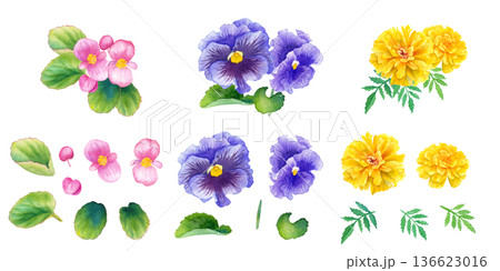 春の花苗3種（ベゴニア、パンジーマリーゴールド）の水彩イラストセット 136623016