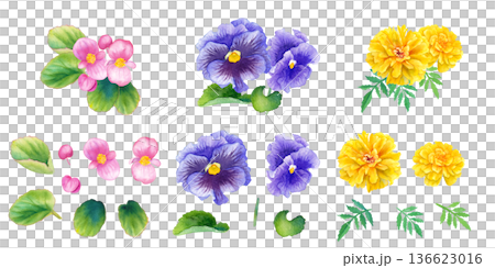 Watercolor illustration set of three spring flower seedlings (begonia, pansy, marigold) 136623016