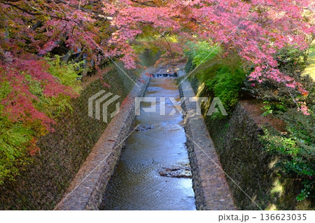 紅葉の御土居の水路 紅葉の御土居の水路 136623035
